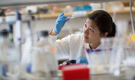 Stephanie Zhao analyzing Petri dish in lab