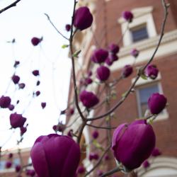 Picture of Purple Flowers in front of Weatherford Hall