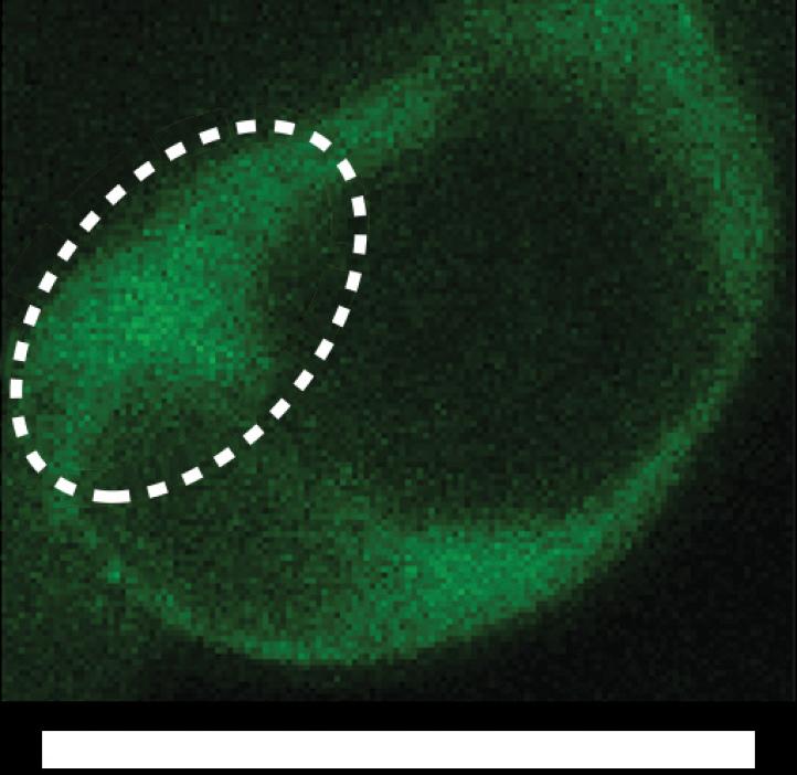 green cell cytoplasm
